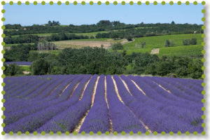 Gites de Lapran : Le lieu, les lavandes